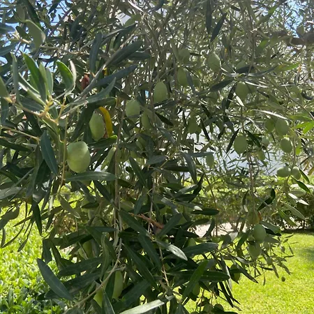 Olivia Sea Side House Σπίτι διακοπών *