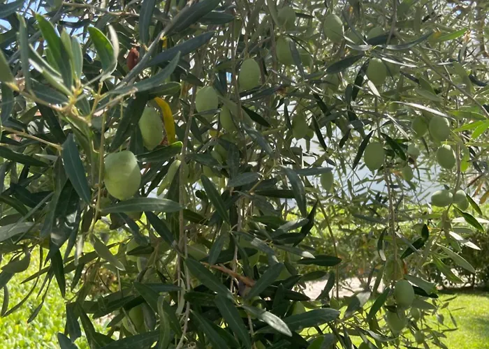 Olivia Sea Side House Nyaraló *